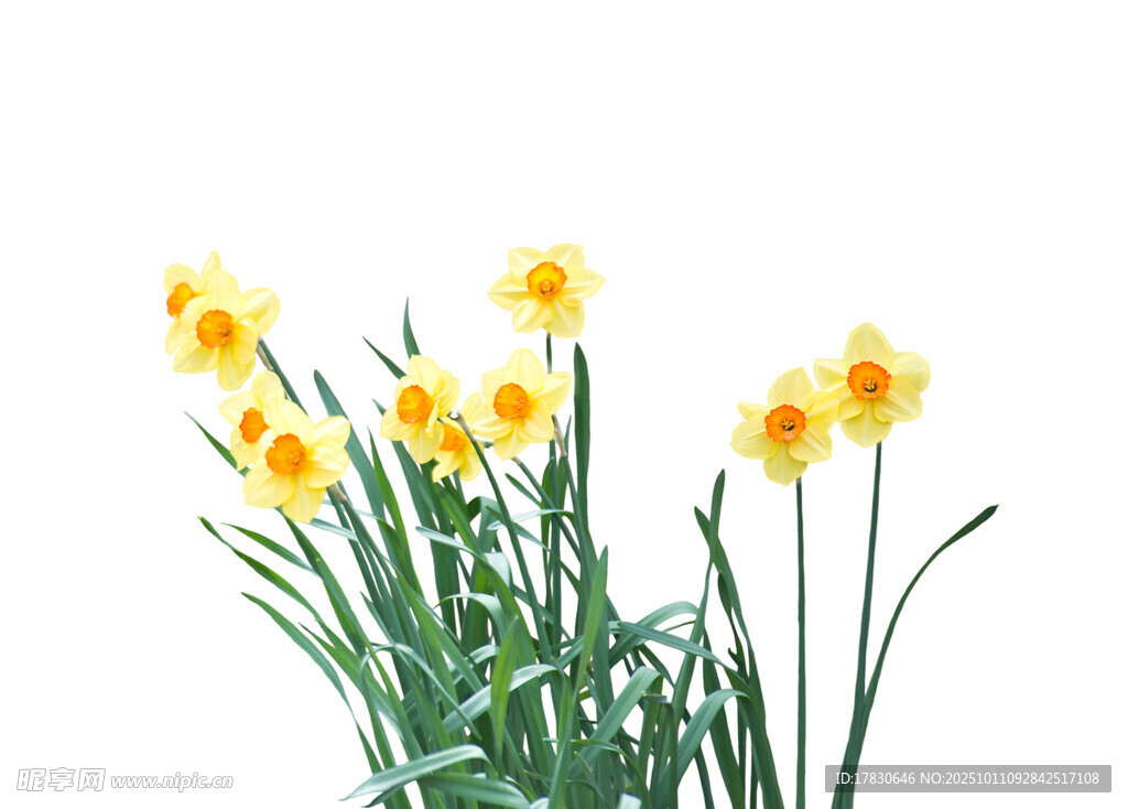 水仙花