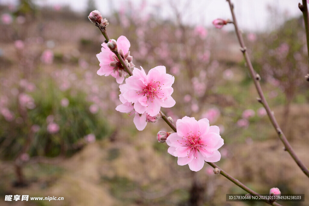 桃花