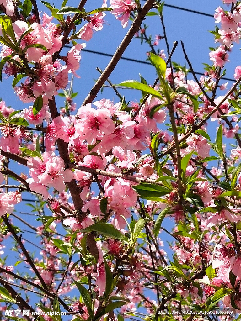 桃花
