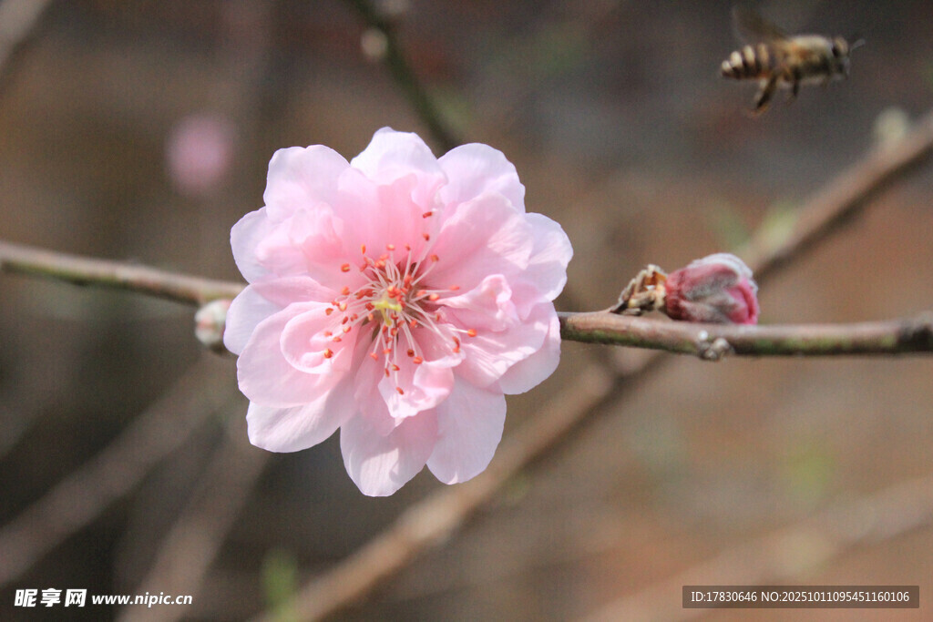 桃花