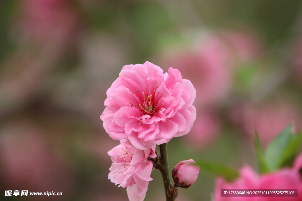 桃花