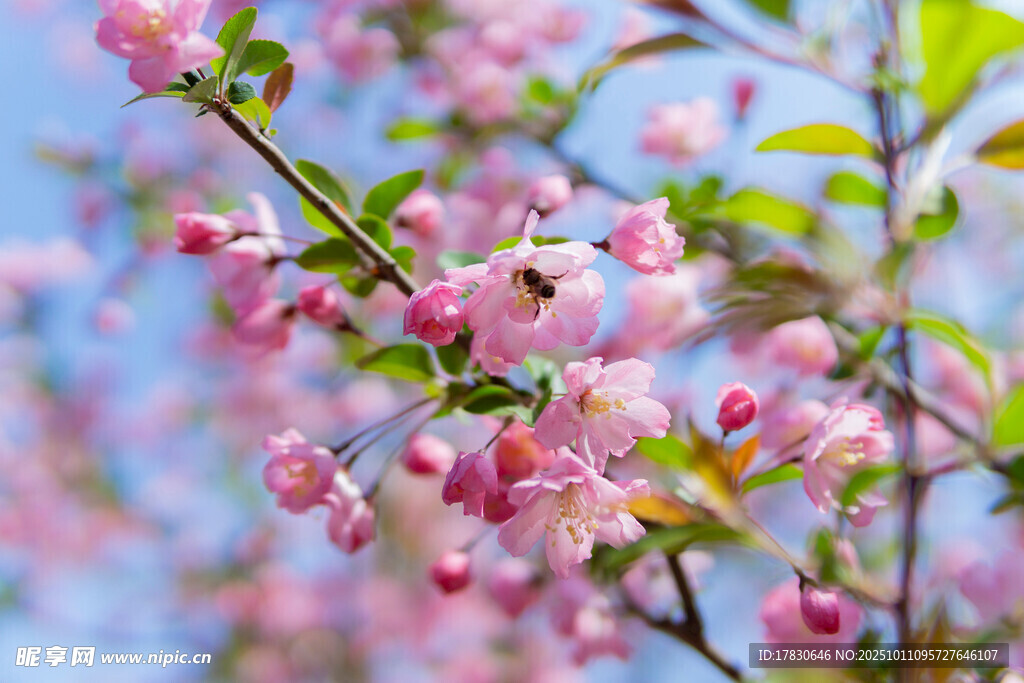 桃花