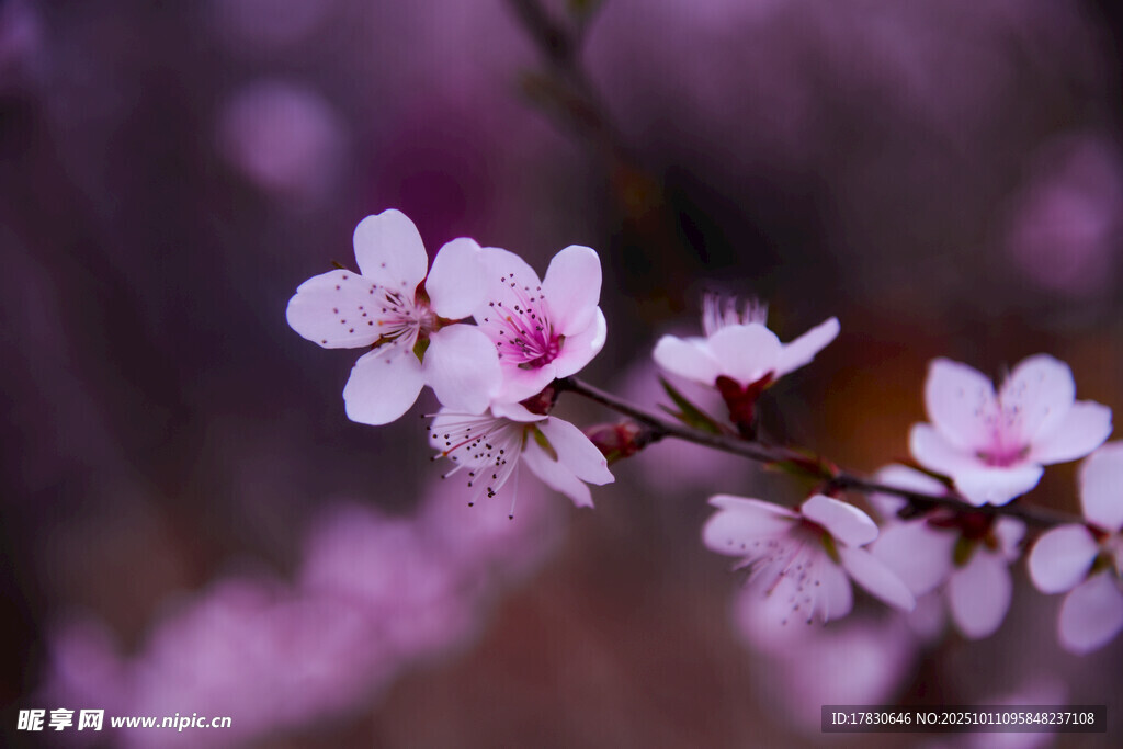 桃花