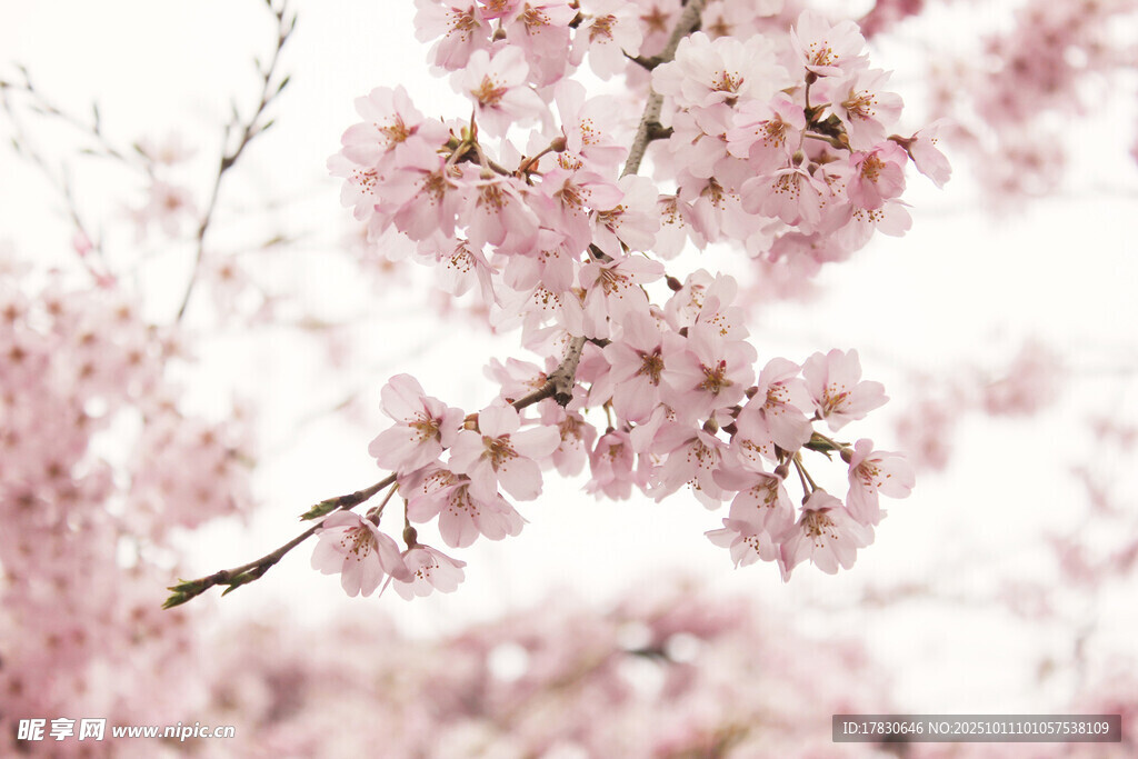 櫻花
