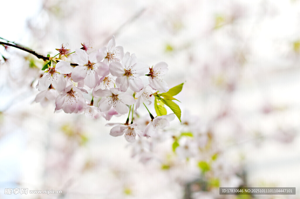 櫻花