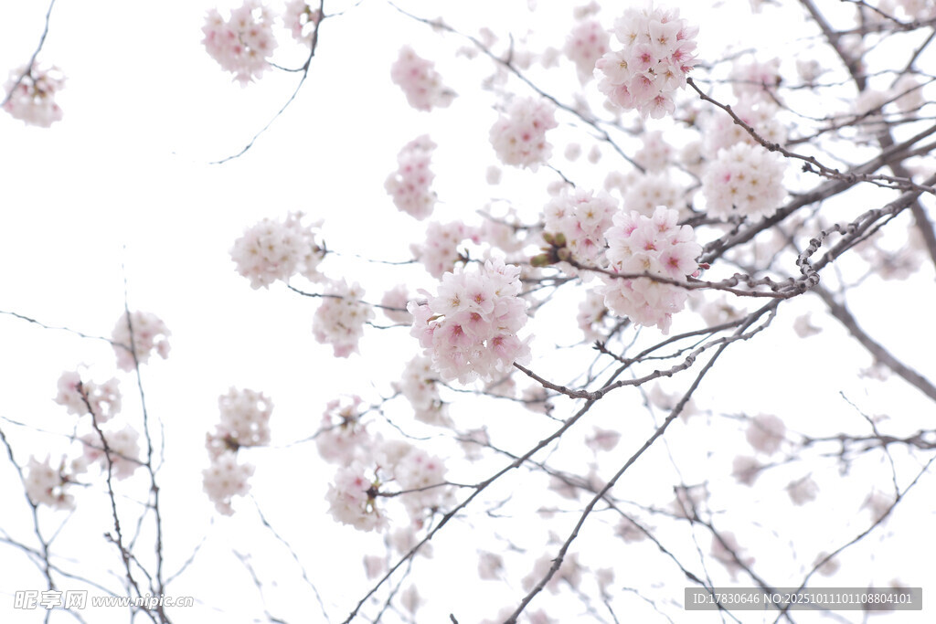 櫻花