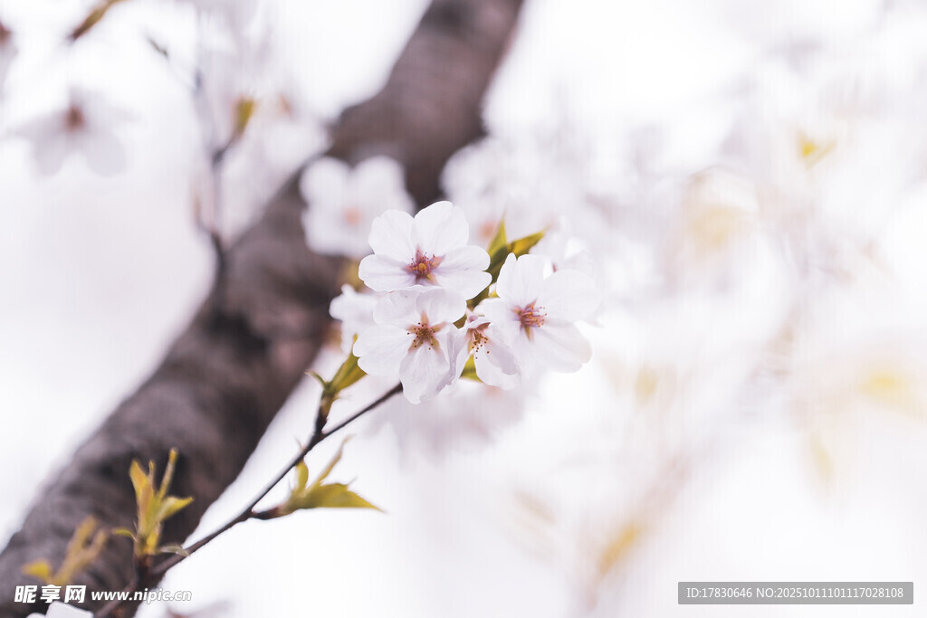 櫻花