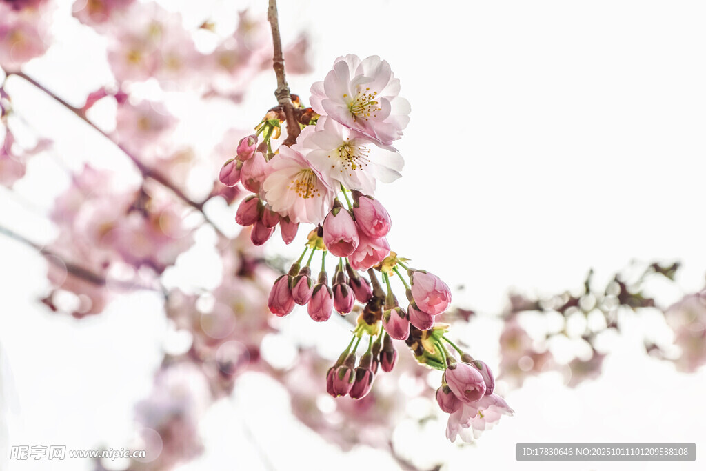 櫻花