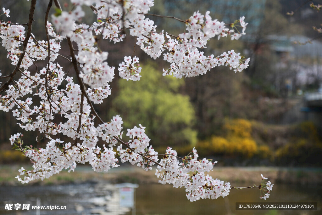 櫻花