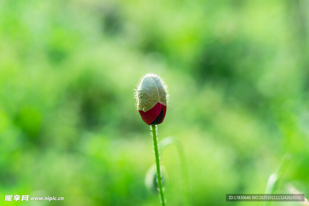 虞美人花