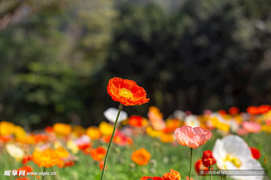 虞美人花