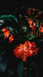 艷麗橙紅花朵綻放