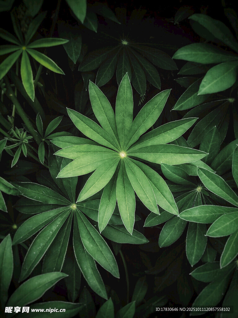 翠綠掌狀葉片植物特寫