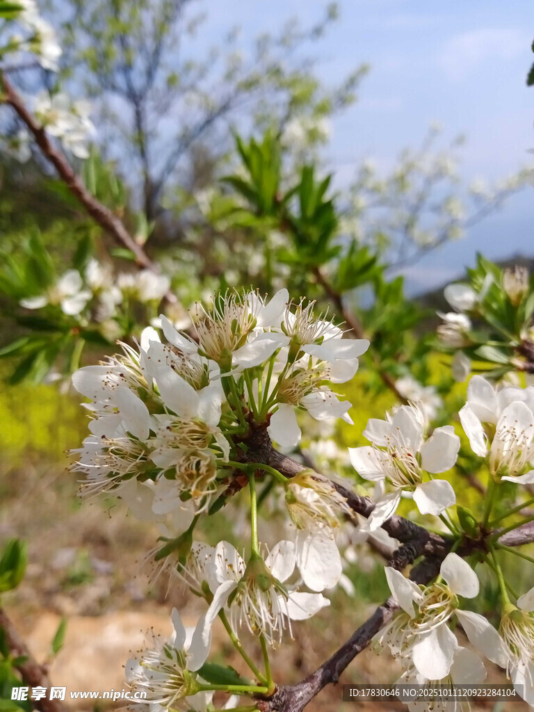 枝頭綻放的潔白繁花