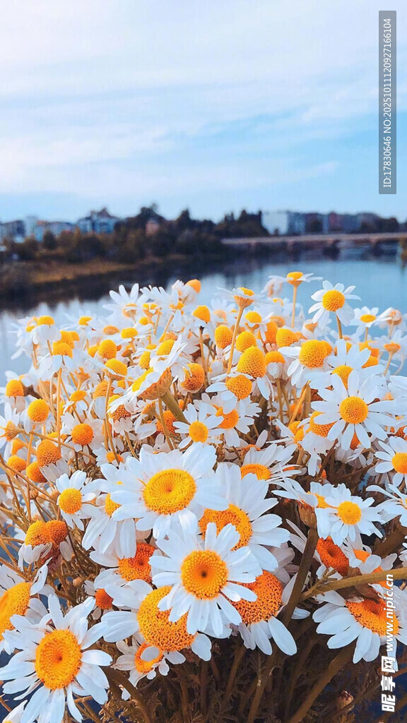 燦爛雛菊花海美景