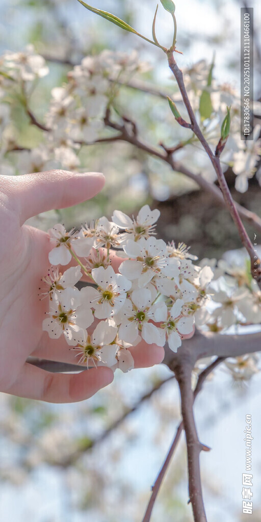 手觸綻放的白色花枝