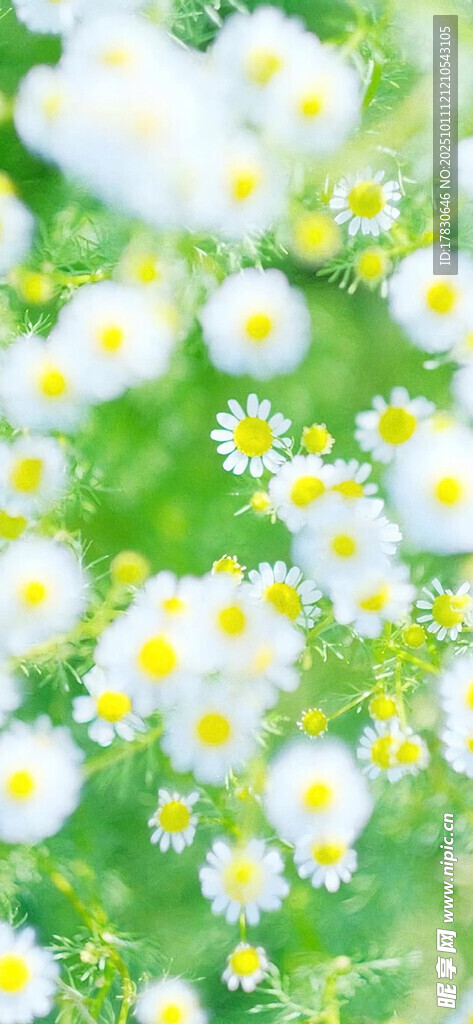 清新雛菊綻放綠意間