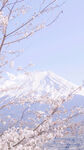 富士山下?tīng)€漫櫻花綻放