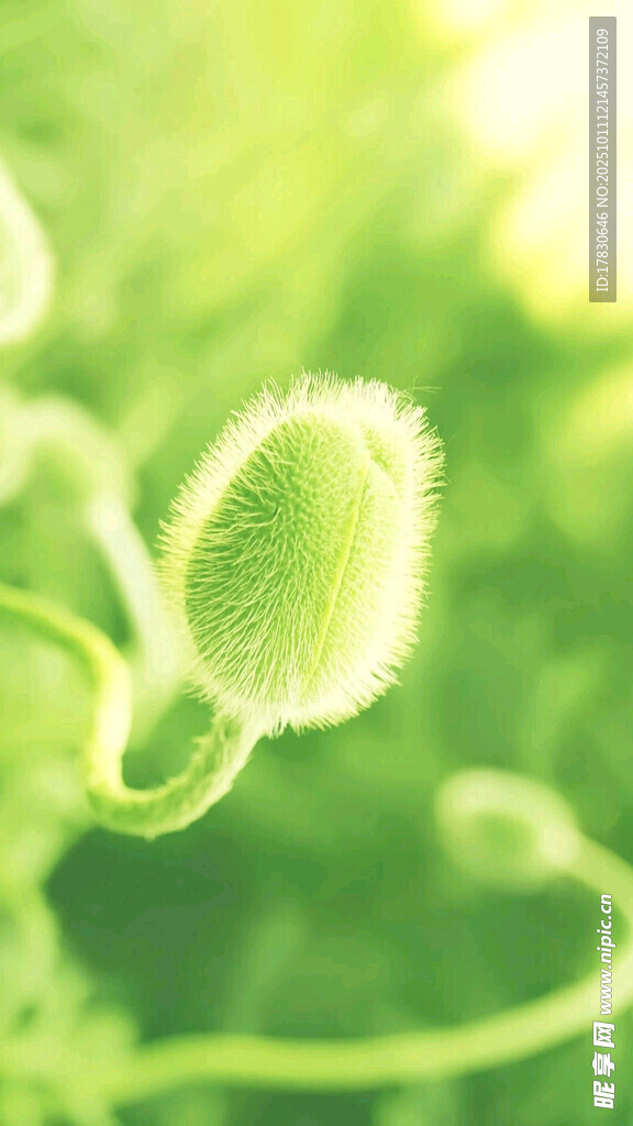 嫩綠新生植物特寫