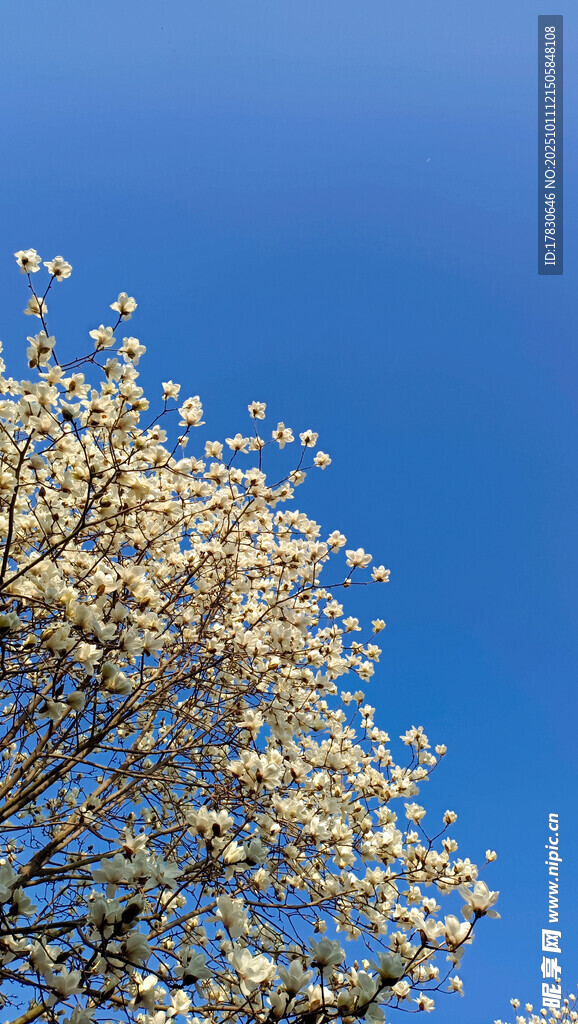 藍(lán)天映襯下的繁花滿(mǎn)樹(shù)