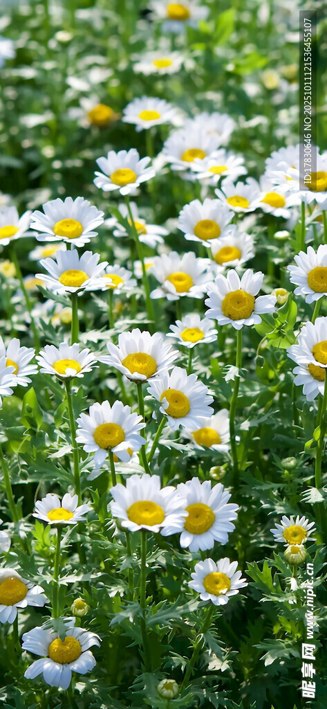 清新雛菊綻放綠意間