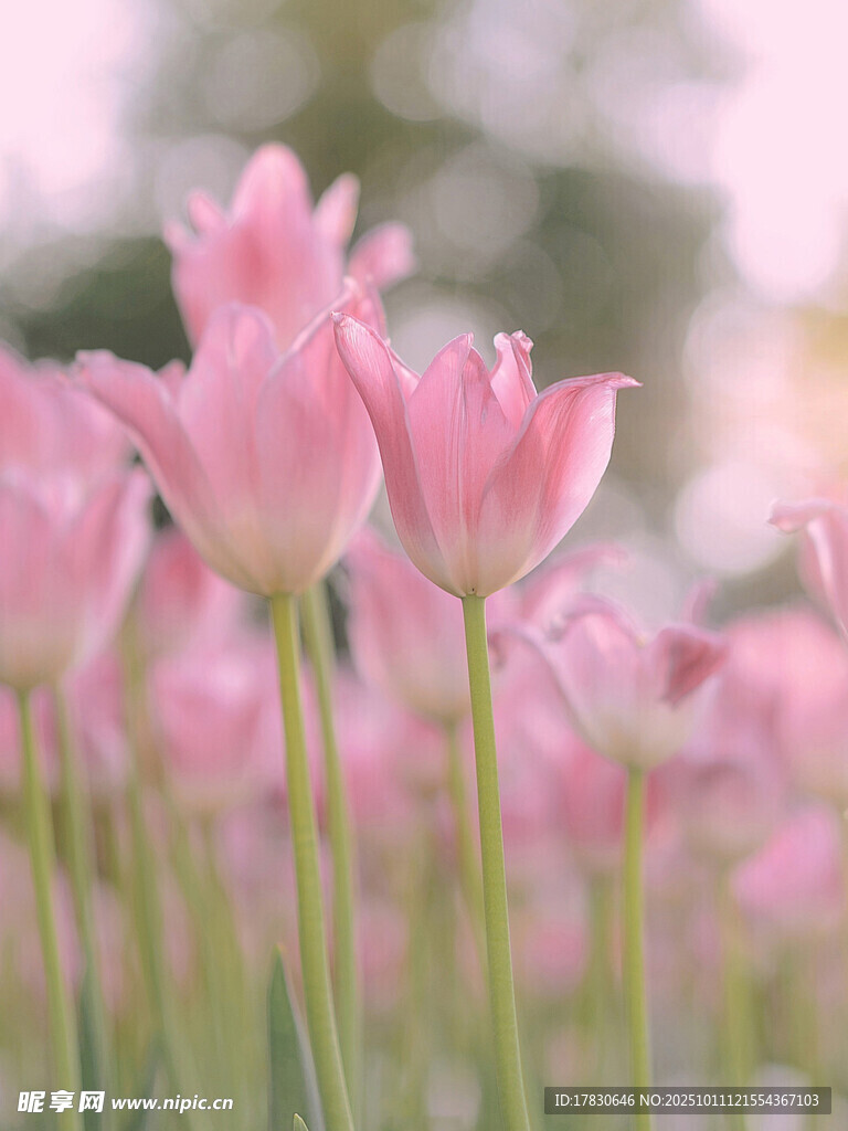 粉色郁金香綻放美景