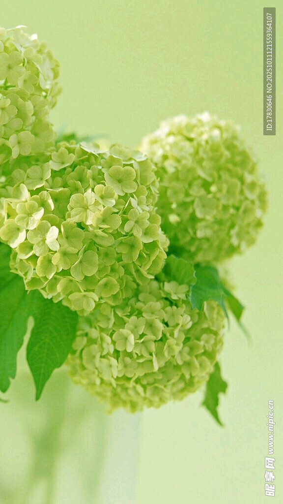 翠綠繡球花特寫(xiě)