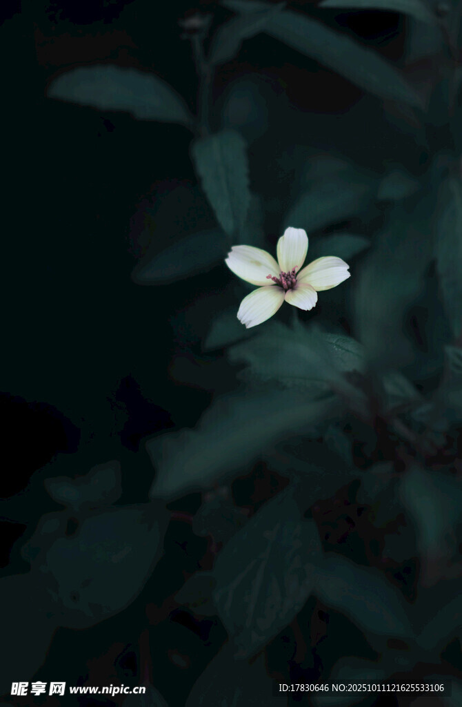 暗夜中的素雅小白花