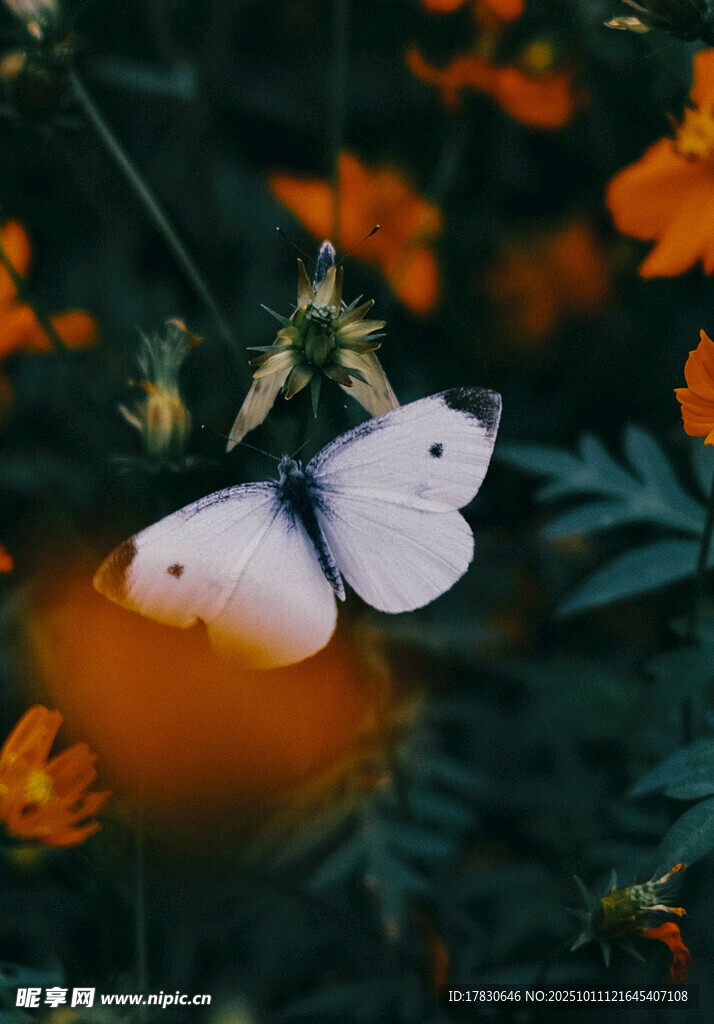白蝶棲于繁花間