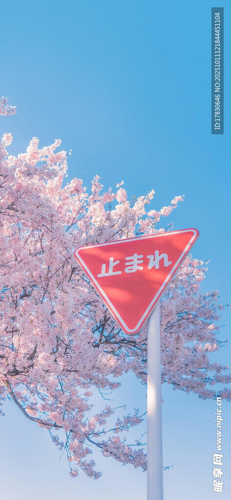 櫻花樹下的停車讓行標(biāo)志