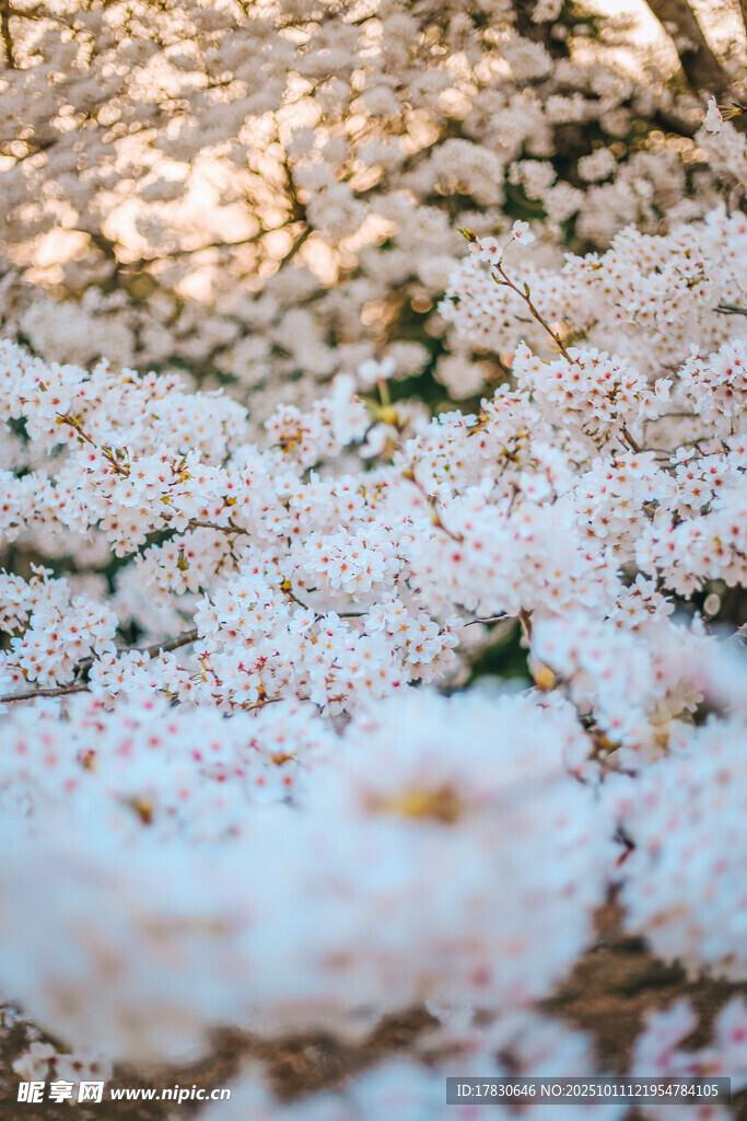 爛漫櫻花綻放
