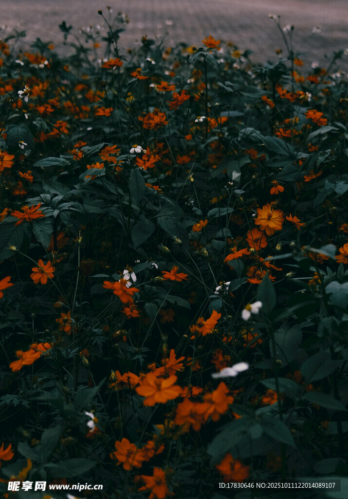 橙色花海綻放生機