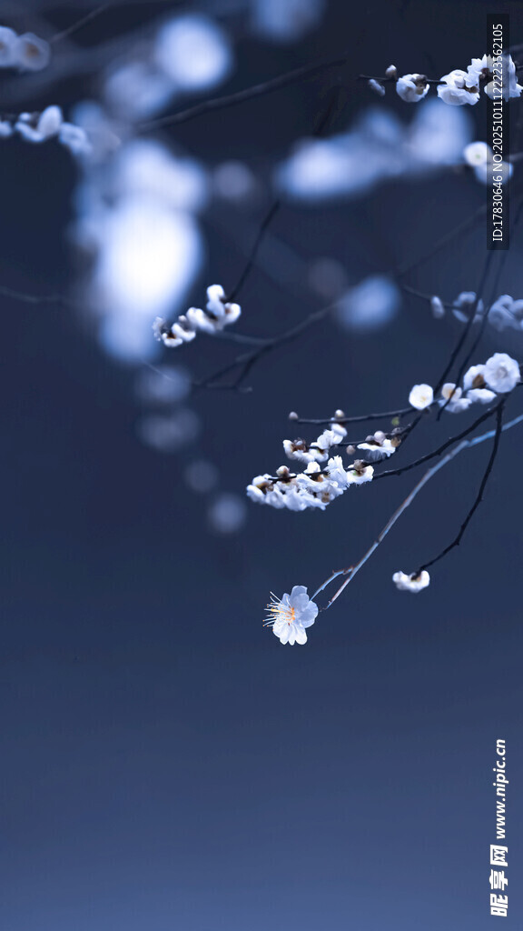 枝頭冰花靜謐冬日景致