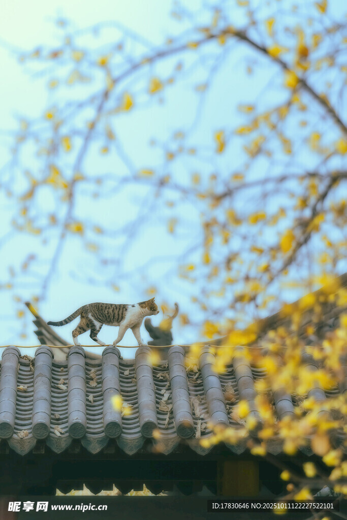 屋頂上的貓咪與秋日景致