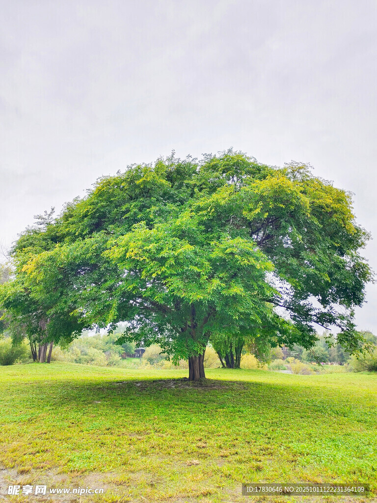 孤樹(shù)挺立在翠綠草地間