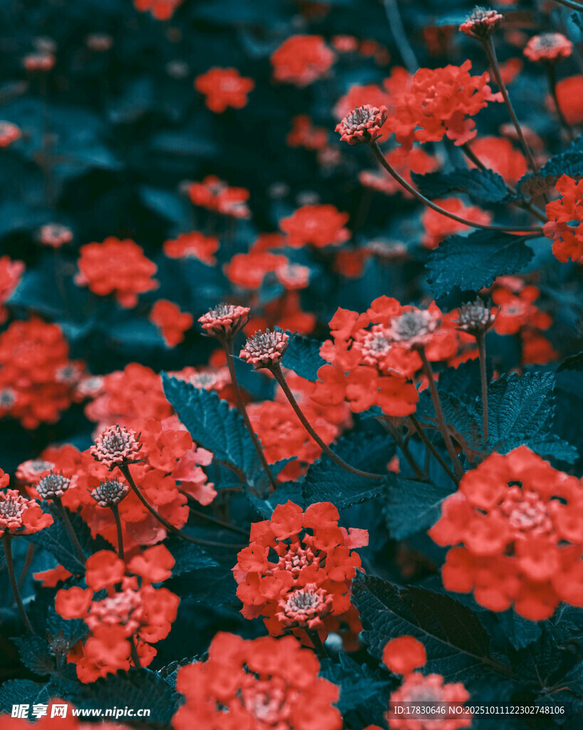 鮮艷紅花綻放于綠葉間