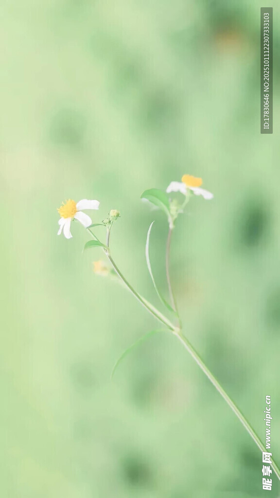 清新雛菊特寫