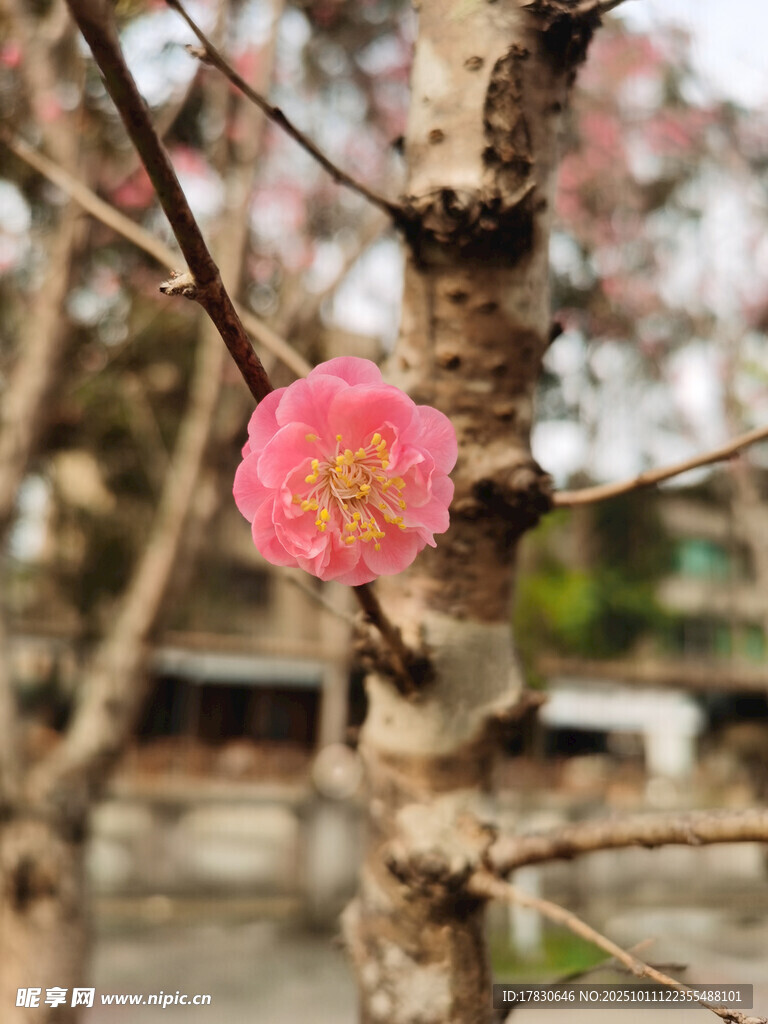 枝頭綻放的嬌艷紅梅