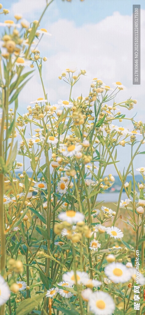 田野中的雛菊綻放美景