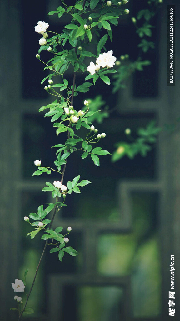 窗前綠植白花清新景致