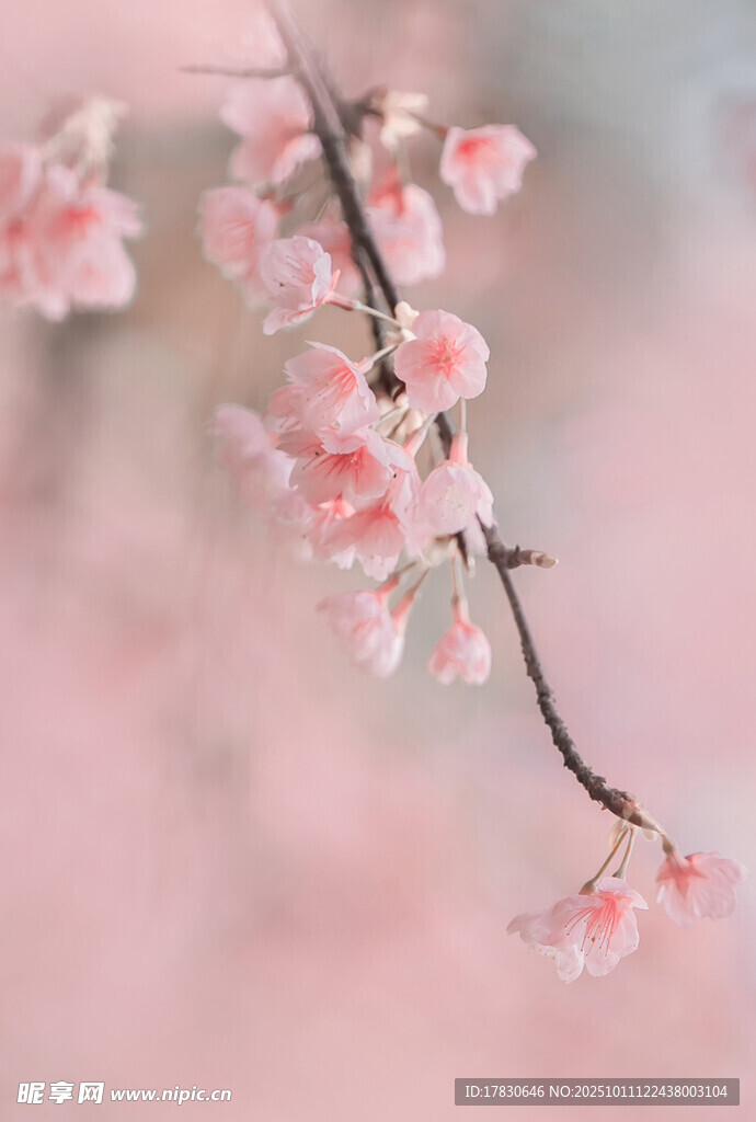 粉嫩櫻花枝