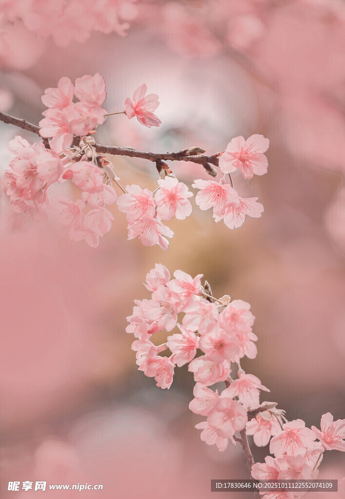 粉嫩櫻花枝上綻