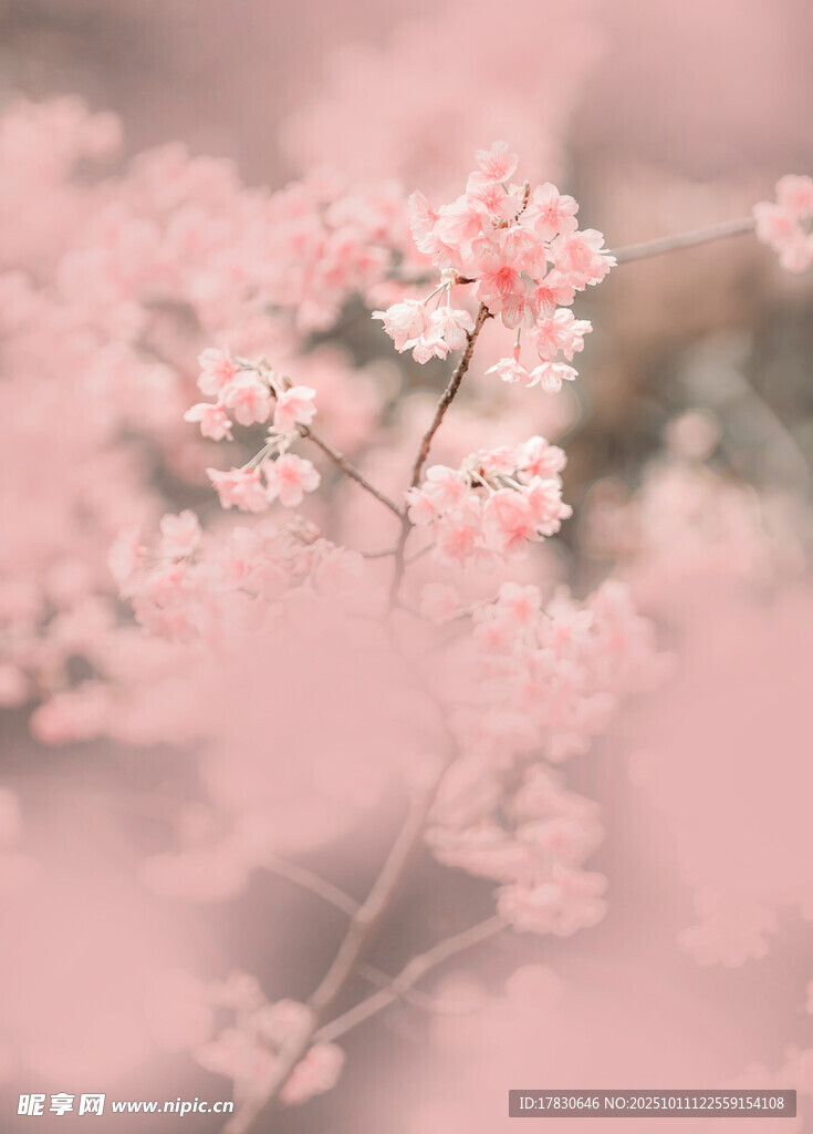 夢(mèng)幻粉色花卉特寫