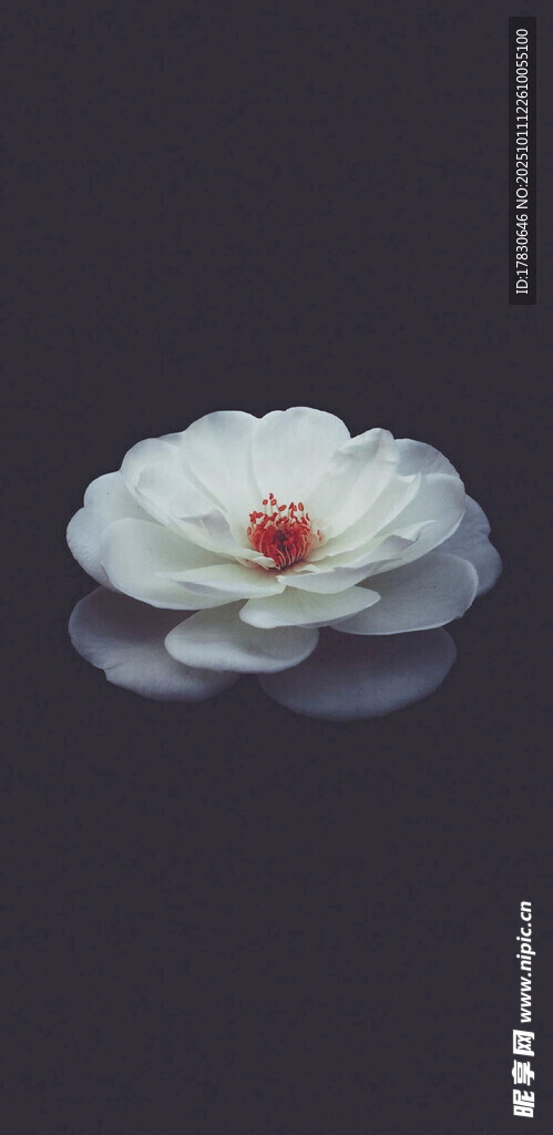 白色花朵特寫