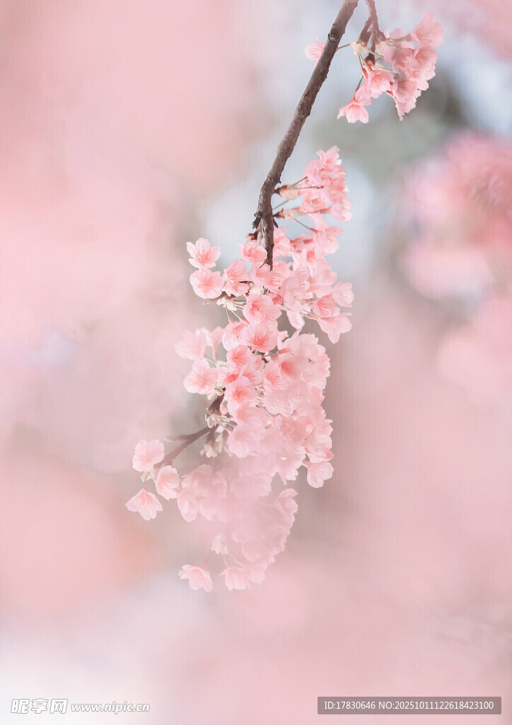 粉嫩櫻花枝浪漫春日景