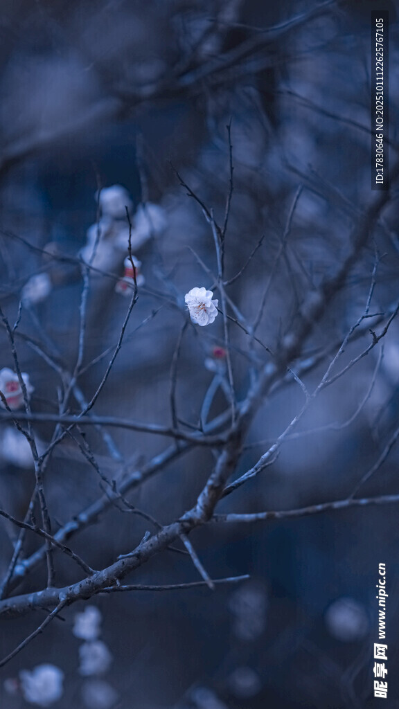 枝頭覆雪冬日靜謐景致