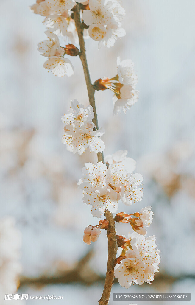 枝頭綻放的白色美麗花朵