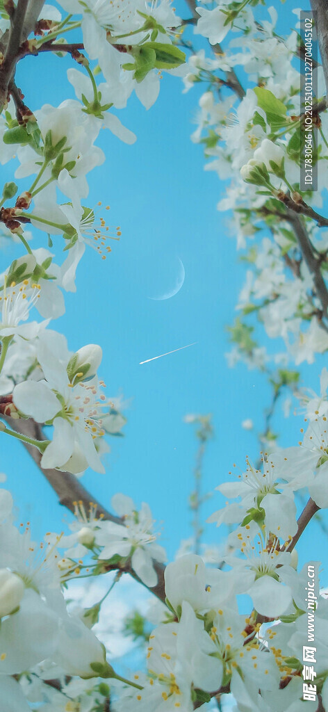藍(lán)天繁花樹枝美景