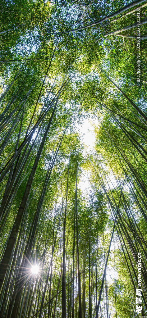 陽(yáng)光灑落的翠綠竹林
