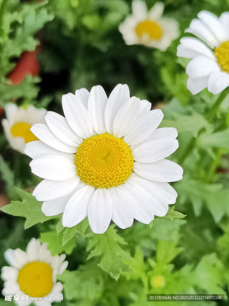 清新小白菊綻放綠意間